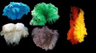 feathers-bunches-fluffy.zip