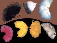 feathers-fans.zip