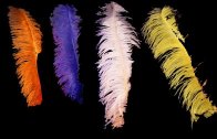 feathers-halves.zip