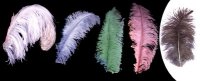 feathers-singles-fluffy.zip