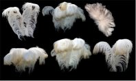 feathers-whitefluffy.zip